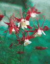 Columbine