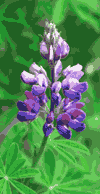 Lupine