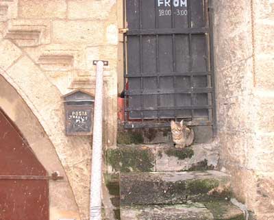 Typical doorway with typical cat.