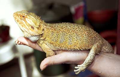 Bearded Dragon