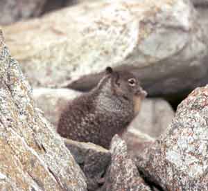 Wildlife on 17-Mile Drive