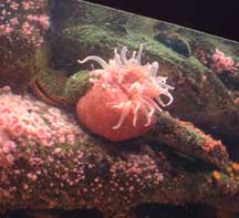 Sea anemone