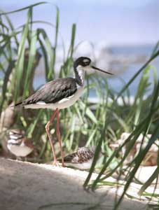 Bird at the Monterey Aquarium