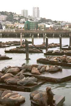 Lazy sea lions