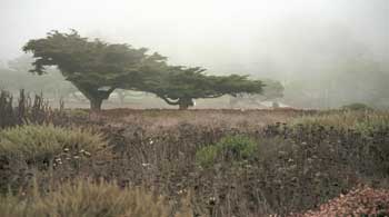 Windswept cyprus