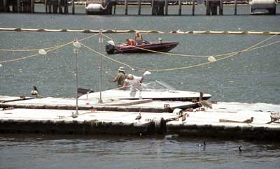 These are floating bait sellers which attract seals, birds, and otters