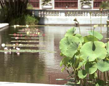 View across the lilypond