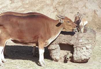 Bantengs and goats