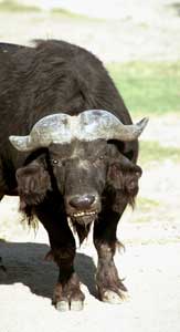 Cape Buffalo