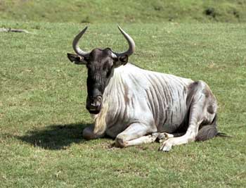 A wildebeast (gnu to you)