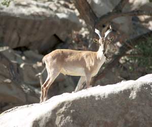 Goat climbing on rocks