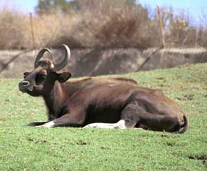 Indian guar