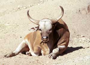 Another banteng