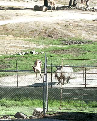 This goat and his friends thought the grass was greener on the other side.