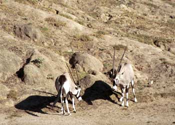 Oryx