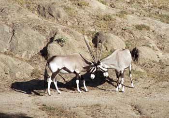 Oryx
