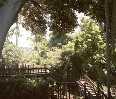 Palm Canyon