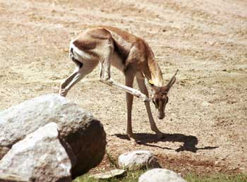 This little guy had a big itch