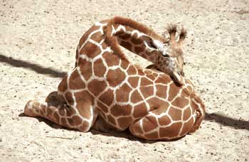 sleeping_giraffe.jpg