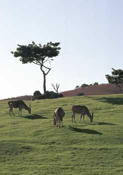 Nice green grass for dinner.