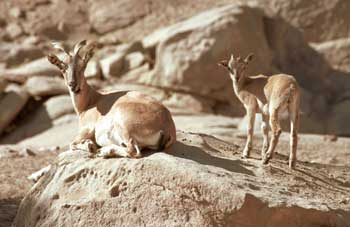 Two curious goats.