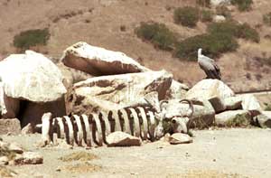 Vulture and decoration.