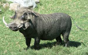 Wart hog