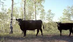 Mt. Nebo cows watching as cows do.