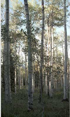 White birch on Mt. Nebo