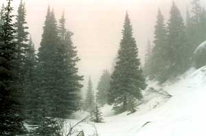 Snow and trees