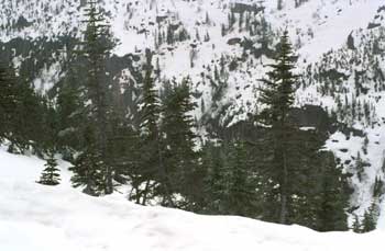 Snow and trees