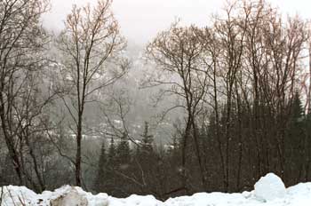 Trees and snow